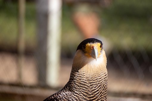 Caracara Plancus, Carancho, Raubvogel
