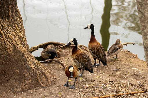 Vogel, Ente, Tier, Natur, Wasser, Fauna