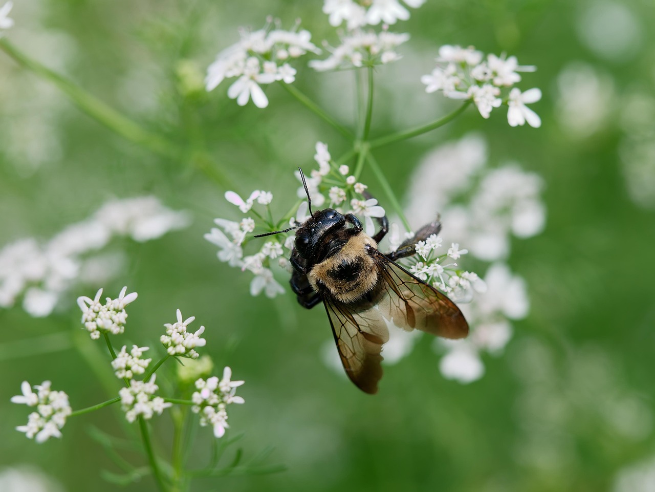 10,000+ Free Pollinators & Insect Photos - Pixabay
