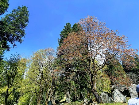 Free Nature Forest photo and picture