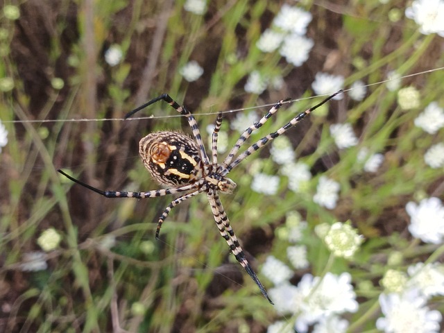 Argiope Trifasciata Spider Free photo on Pixabay Pixabay