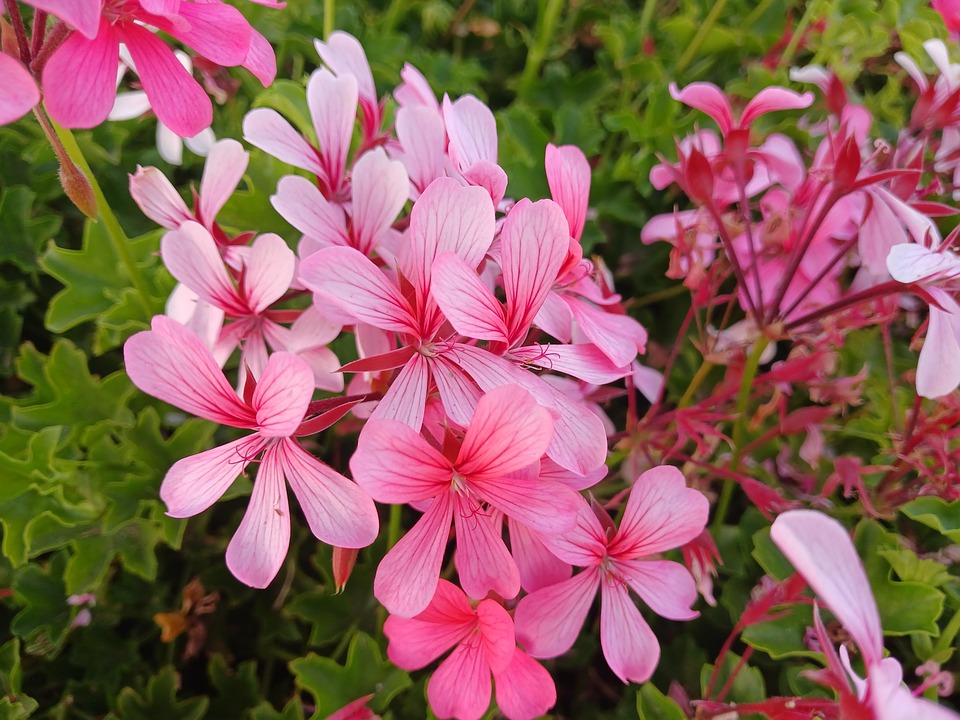 Geranium Flowers Decoration - Free photo on Pixabay