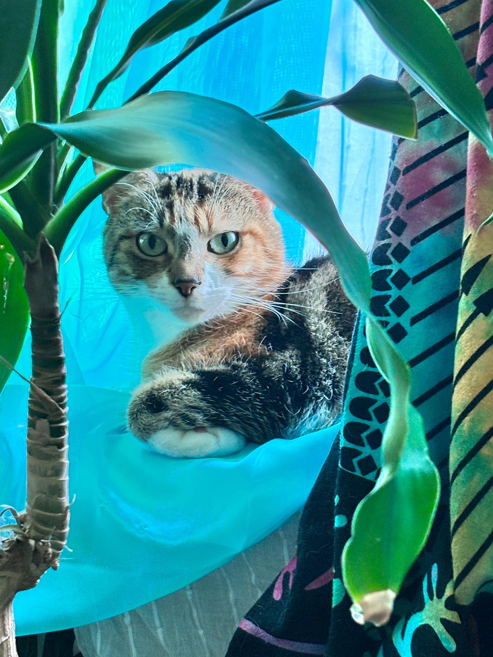 Calico Cat With Plant Pretty Free photo on Pixabay Pixabay