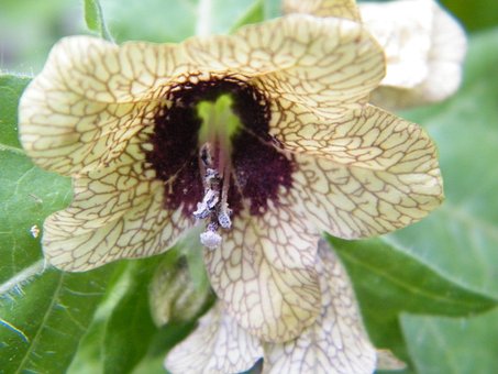 Free Henbane Plant photo and picture