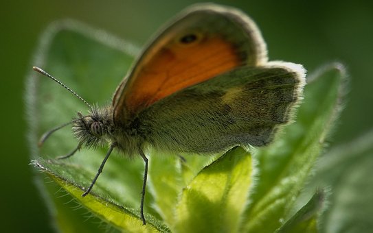 Free Butterfly Insect photo and picture