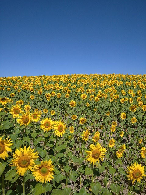Free Field Flowers photo and picture