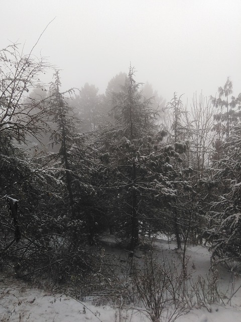 Nieve, Invierno, Naturaleza, Frío