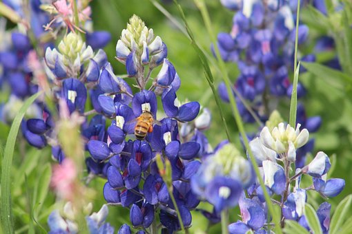 Bluebonnets, Naturaleza, Primavera