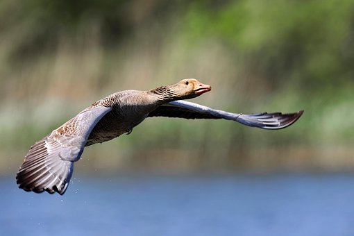 Pássaro, Ganso, Graylag, Vôo, Rio, Agua