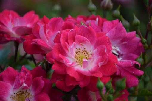 Free Flowers Pink photo and picture
