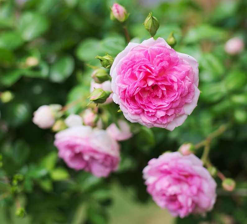 Elegantes Rose Pflanze Kaufen Bild