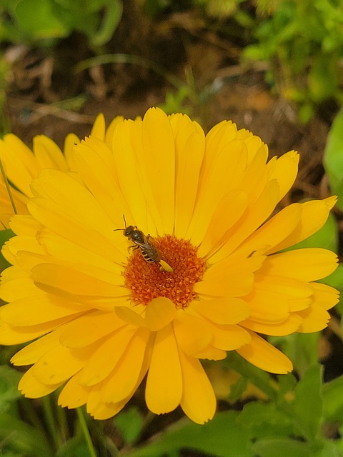 Free Flower Nature photo and picture