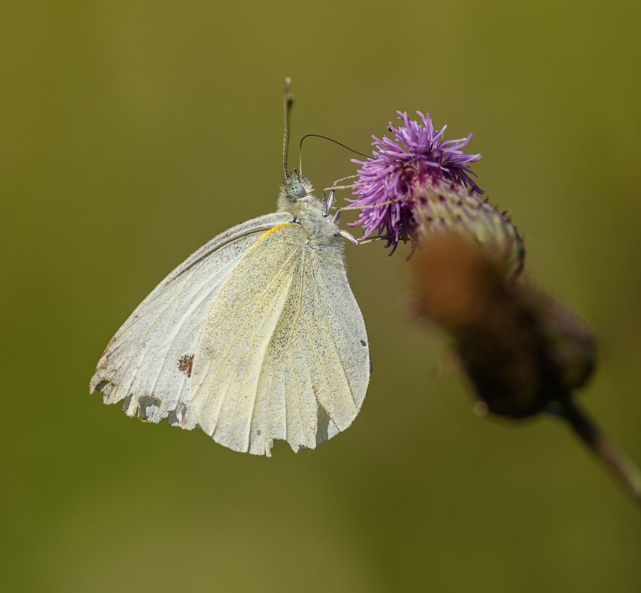 White Beautiful Insect White Butterfly Insect - Free photo on Pixabay - Pixabay