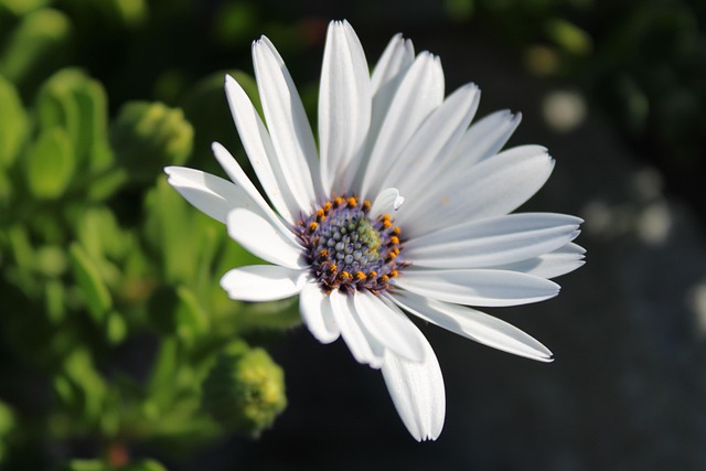 Free Flower Daisy photo and picture