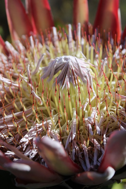 Free Macro Nature photo and picture