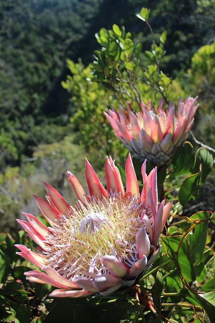 Free Flowers Colour photo and picture