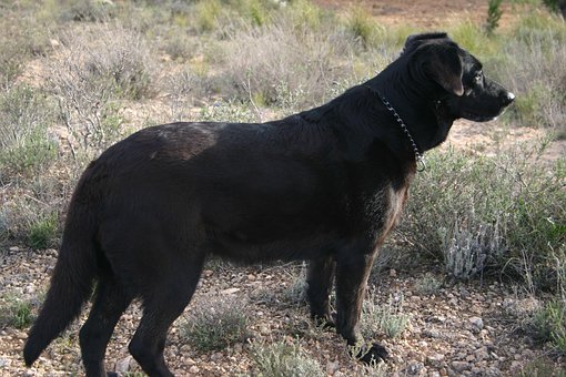 Free Perros Mascotas photo and picture