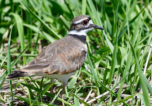 Killdeer, Fugl, Dyr, Fjer, Fjerdragt