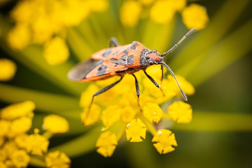 Free Bug Insect photo and picture
