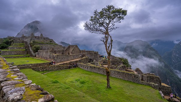 Free Tree Machu Picchu photo and picture