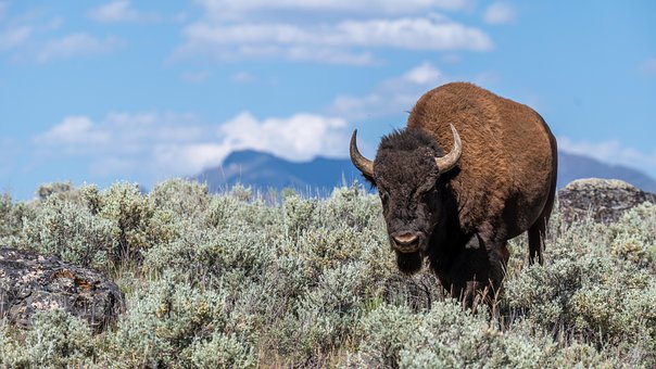 Free Buffalo Cattle photo and picture