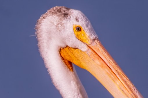 Free Pelican Bird photo and picture