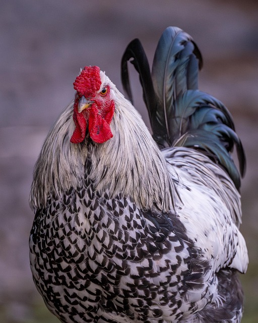 Free Chicken Bird photo and picture