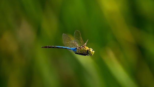 Free Dragonfly Insect photo and picture