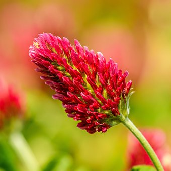 Free Clover Flower photo and picture
