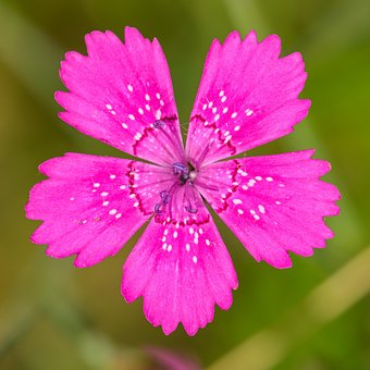 Free Flower Petals photo and picture