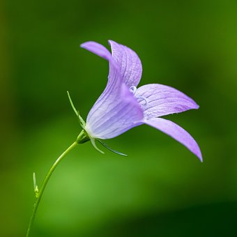 Free Flower Bellflower photo and picture