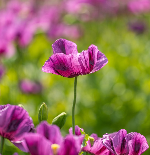 Free Poppy Flower photo and picture