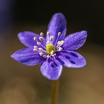 Free Violet Flower Flower photo and picture