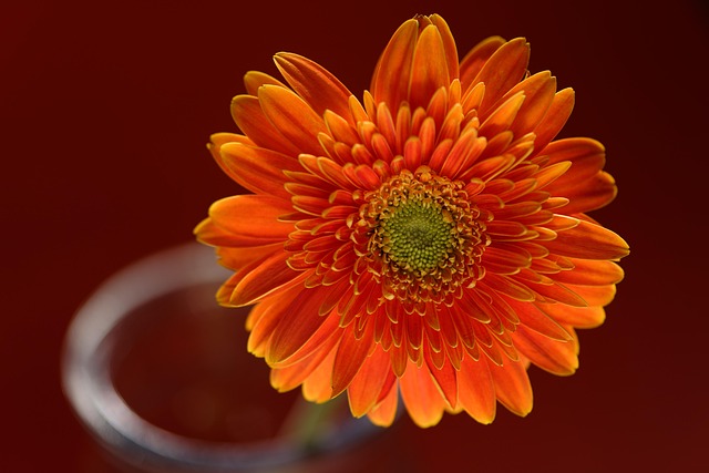 Margarita, Flor, Hermosas Flores, Planta