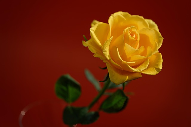 Rosa, Flor, Papel Pintado De Flores