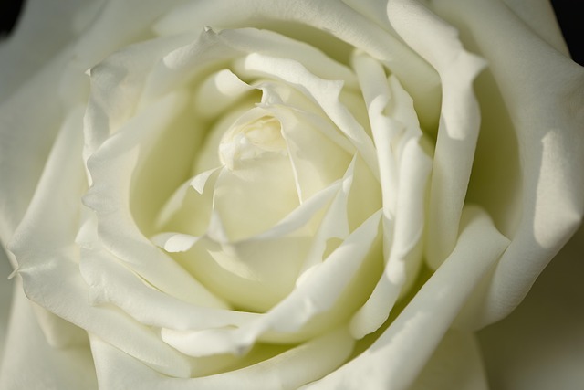 Rosa, Flores Bonitas