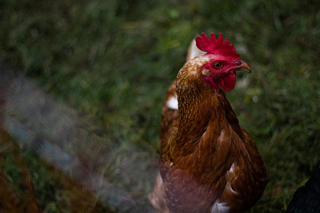 Frango, Pássaro, Animal, Penas, Plumagem