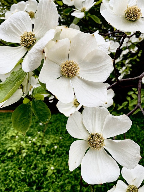 Blume, Hartriegel, Baum, Busch, Frühling
