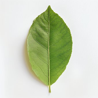 Free Leaf Nature photo and picture
