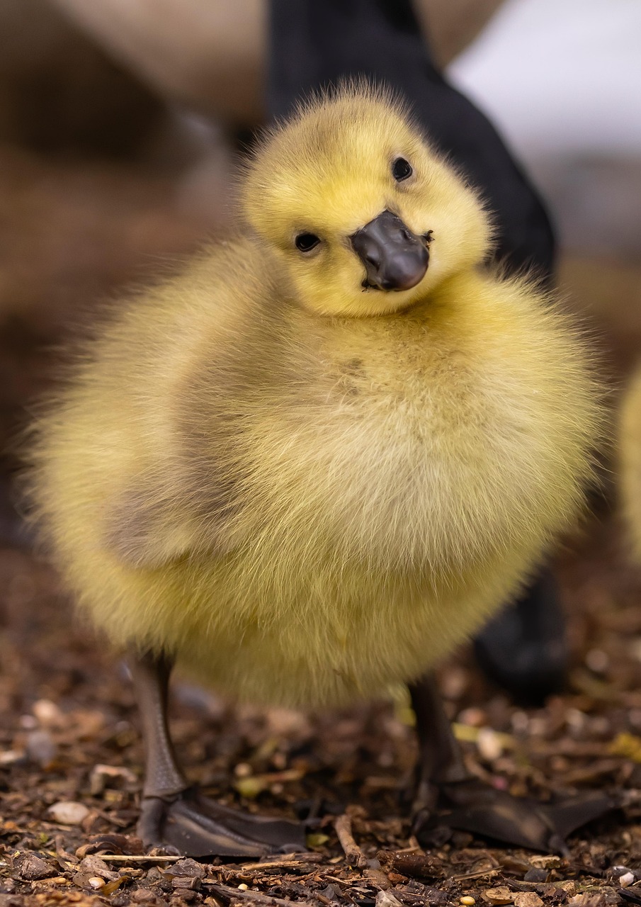 Gosling Goose Chick Free photo on Pixabay Pixabay