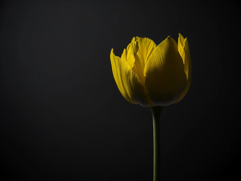 Download Yellow Tulip, Tulip, Plant. Royalty-Free Stock Illustration ...