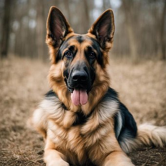 Deutscher Schäferhund, Hund, Tier
