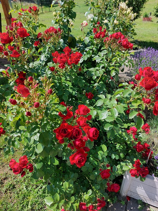 Pétales De Roses Rouges Des Roses Pétales De Rose Rouge - Photo gratuite sur Pixabay
