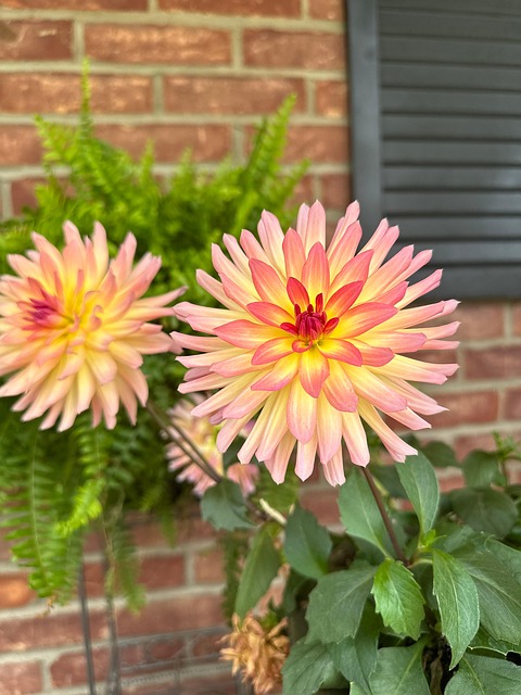 Free Dahlia Summer photo and picture