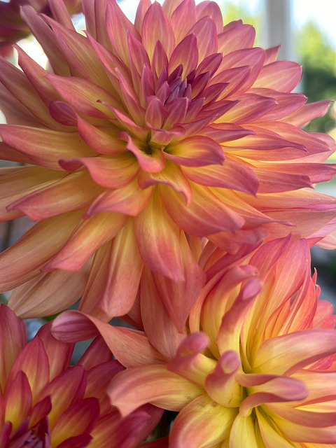 Free Dahlia Flower photo and picture