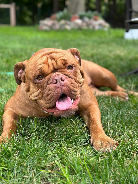 Free Dog Bulldog photo and picture