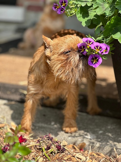 Free Dog Pet photo and picture