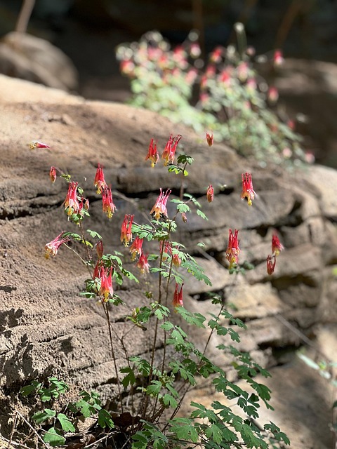 Free Flower Nature photo and picture