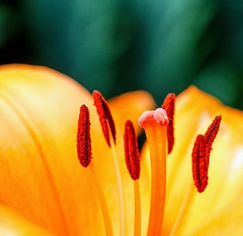 Free Flower Blossom photo and picture