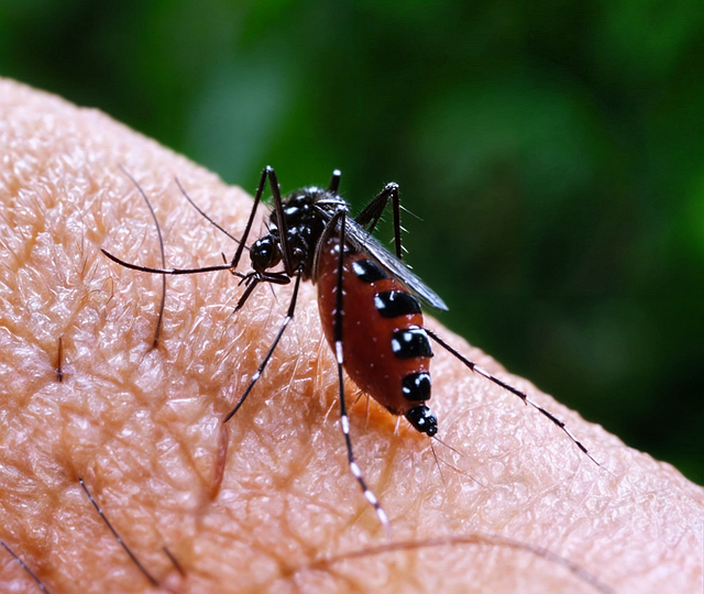 Free parasite insect fauna illustration